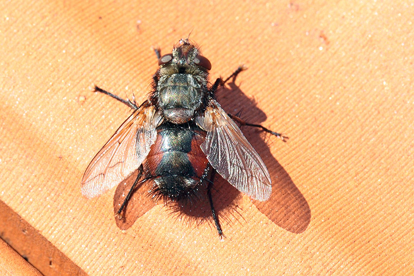 Tachinidae da determinare